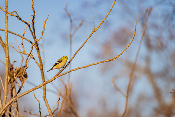 Closeup shot of American Goldfinch on a tree