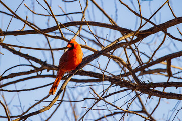 Close up shot of cute Northern cardinal