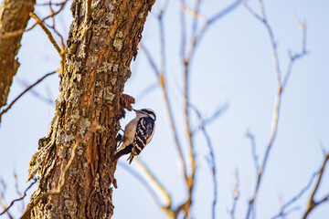 Close up shot of cute Red-bellied woodpecker
