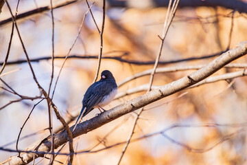 Closeup shot of Dark-eyed junco on a tree