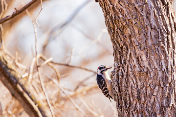Close up shot of cute Red-bellied woodpecker
