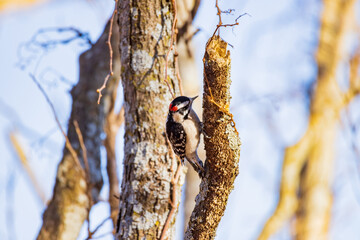 Close up shot of cute Red-bellied woodpecker