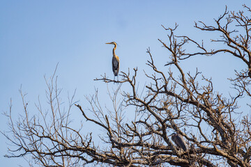 Close up shot of grey heron on a tree