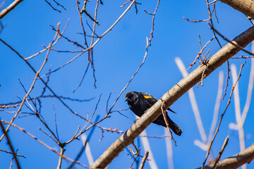 Close up shot of a Red-winged Blackbird on tree