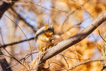 Closeup shot of squirrel on a tree