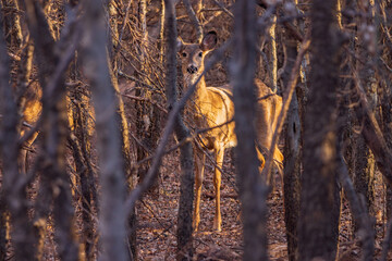 Closeup shot of White-tailed deer in a forest