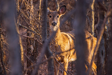 Closeup shot of White-tailed deer in a forest
