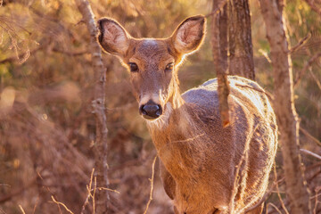 Closeup shot of White-tailed deer in a forest