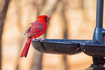 Close up shot of cute Northern cardinal on feeder