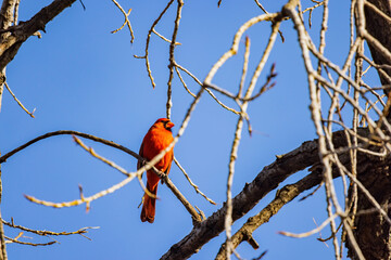 Close up shot of cute Northern cardinal