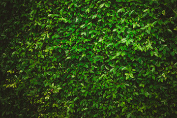 Leaves in the forest Beautiful nature background of vertical garden with tropical green leaf