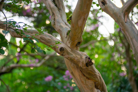 a lot of gnarled tree branches grow beautifully