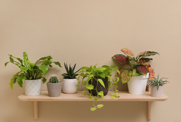 Shelf with many different houseplants on beige wall