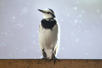ハクセキレイ　冬　北海道　雪