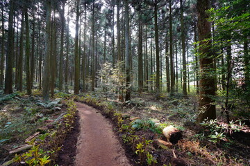 fine cedar forest and pathway in the sunlight