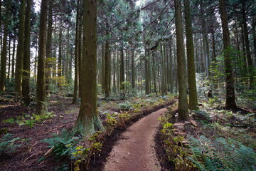 fascinating cedar forest with pathway