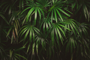 Naklejka na ściany i meble Leaves in the forest Beautiful nature background of vertical garden with tropical green leaf