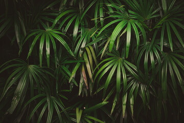 Leaves in the forest Beautiful nature background of vertical garden with tropical green leaf