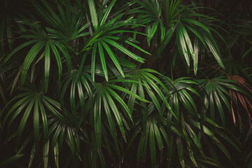 Naklejka na ściany i meble Leaves in the forest Beautiful nature background of vertical garden with tropical green leaf