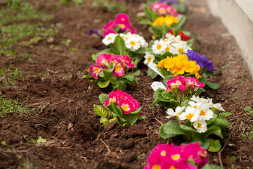 Rows of Primrose Planted in the Dirt