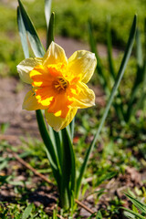 Obraz premium Yellow daffodil flower in a garden. Beautiful narcissus on flowerbed