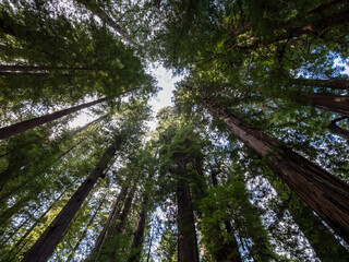 A view looking up at the towering tree canopy of a grove of coastal redwoods in California.