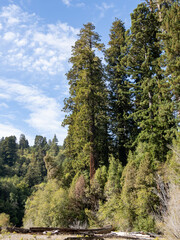 A stand of coast redwoods along a river in Redwoods National Park.