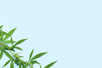 Cannabis bush on blue background, closeup