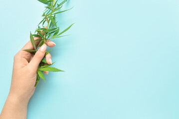 Female hand with cannabis bush on blue background, closeup