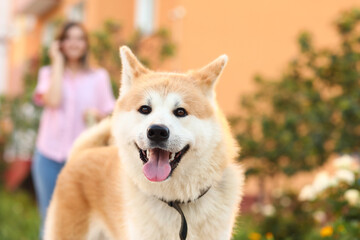 Cute Akita Inu dog with owner walking outdoors, closeup