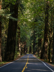 A two lane road through a dense Redwood forest, along the Avenue of the Giants in California.