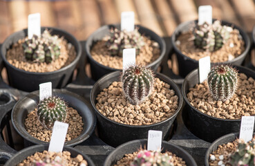 Succulents and desert plants grow beautifully in pots.
