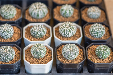 Succulents and desert plants grow beautifully in pots.