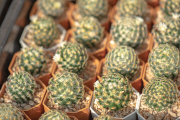 Succulents and desert plants grow beautifully in pots.