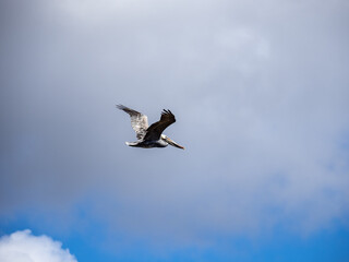 A large brown pelican flying against a blue sky with clouds.