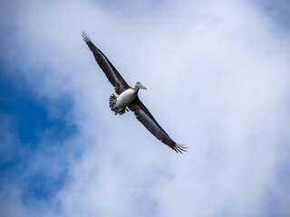 A large brown pelican flying against a blue sky with clouds.