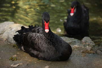 Fototapeta premium Beautiful black swans in zoological garden