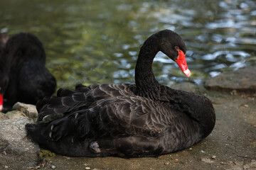 Naklejka premium Beautiful black swan in zoological garden