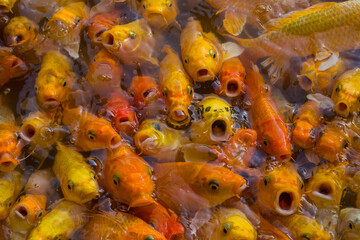 Golden carp fish,Koi swimming in a water garden,koi fishes,Koi Fish swim in pond.