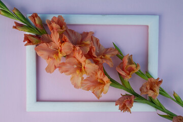 gladiolus, gladiolus flower, frame, background, place for text, garden flower, love, heart