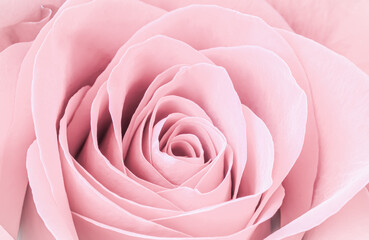 Pale pink rose flower petals. Macro flowers background. Soft focus