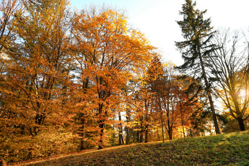 View of autumn trees in park