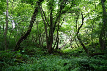 Fototapeta premium wild spring forest with fern and old trees