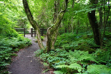 Naklejka premium fine spring forest with path