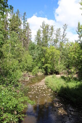 Fototapeta na wymiar Creek In The Forest