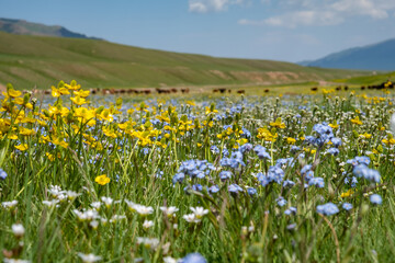 Beautiful blooming flowers with mountains and cloudy sky on background. Spring on Assy plateau.