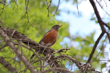 robin on a branch
