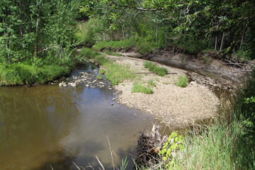 stream in the forest