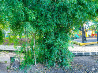 bamboo trees in the park