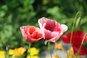 poppies in the field